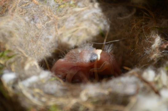 Carolina Chickadee hatchlings in 2013.  Photo by Maymie Higgins